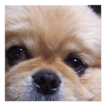 Cute Pekingese Puppy  Invitations