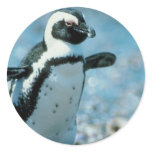 Cute Penguin stickers