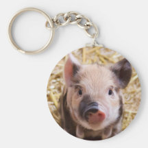 Cute Pic of a baby Pig Keychain