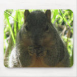 Cute picture of a little squirrel eating a nut mousepads