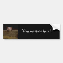 Cute Piglet Bumper Sticker