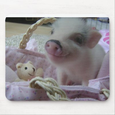 teacup pig uk