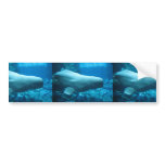 Cute Playful Beluga Whale In Aquarium At Georgia bumper stickers