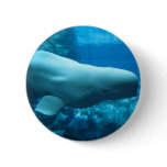 Cute Playful Beluga Whale In Aquarium At Georgia Button