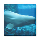 Cute Playful Beluga Whale In Aquarium At Georgia magnets