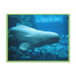 Cute Playful Beluga Whale In Aquarium At Georgia postcards