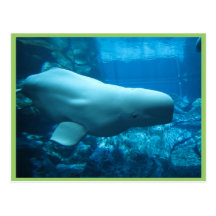 Cute Playful Beluga Whale In Aquarium At Georgia Postcards
