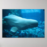 Cute Playful Beluga Whale In Aquarium At Georgia posters