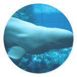 Cute Playful Beluga Whale In Aquarium At Georgia stickers