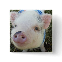 Cute Pot Belly Pig Button