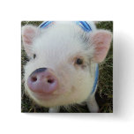 Cute Pot Belly Pig buttons