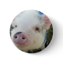Cute Pot Belly Pig Pin