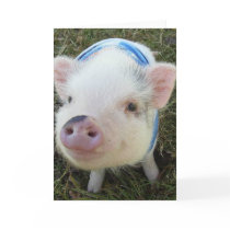 Cute Pot Belly Pig Card