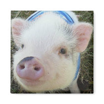 Cute Pot Belly Pig Magnets