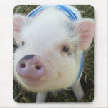 Cute Pot Belly Pig mousepads
