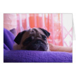 Cute Pug Dog Sitting on Violet Blanket Cards