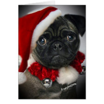 Cute Pug Santa Cards