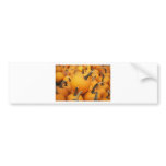 Cute Pumpkins In The Pumpkin Patch bumper stickers