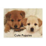 Cute Puppies postcards