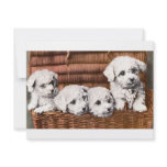 *Cute Puppies* Vintage invitations