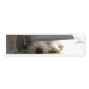 Cute Puppy bumper stickers