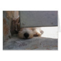 Cute Puppy cards