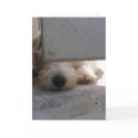 Cute Puppy cards