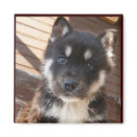 Cute Puppy face Magnets