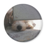 Cute Puppy Fridge Magnet