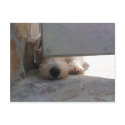 Cute Puppy postcards