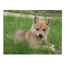 Cute Puppy Postcard