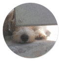 Cute Puppy stickers