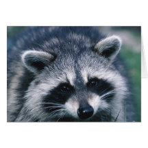 Cute Racoon Close-Up Cards