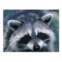 Cute Racoon Close-Up Post Card