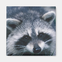 Cute Racoon Close-Up Refrigerator Magnets