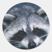 Cute Racoon Close-Up Sticker