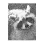 Cute Racoon postcards