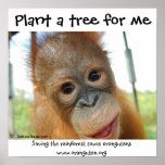 Cute Rainforest Fan posters