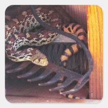 Cute Real Bull Snake Sonoran Gopher Snake Lover Sticker