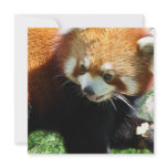 Cute Red Panda Bear Invitations