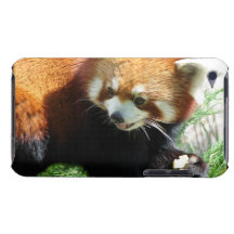 Cute Red Panda Bear iTouch Case Barely There iPod Cover