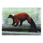 Cute Red-Ruffed Lemur ATC ACEO Trading business cards