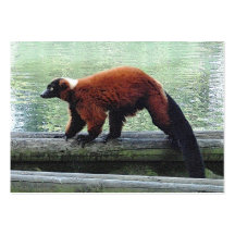 Cute Red-Ruffed Lemur ATC ACEO Trading Business Card