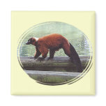 Cute Red-Ruffed Lemur Red Fur White Neck magnets