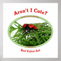 Cute Red Velvet Ant Wasp Poster