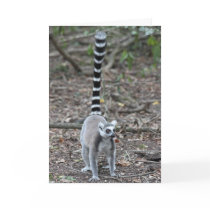 Cute Ring-Tailed Lemur Photo