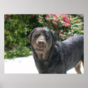 Cute Rottie. Good Rottie posters