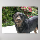 Cute Rottie. Good Rottie posters