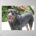 Cute Rottie posters