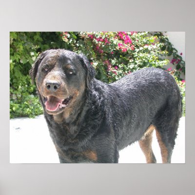 Cute Rottie Print by donnythed